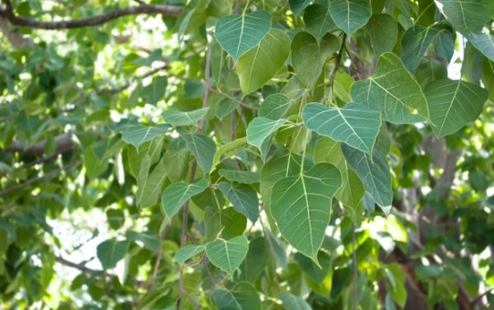 The Bodhi Tree: A Symbol of Awakening and Enlightenment