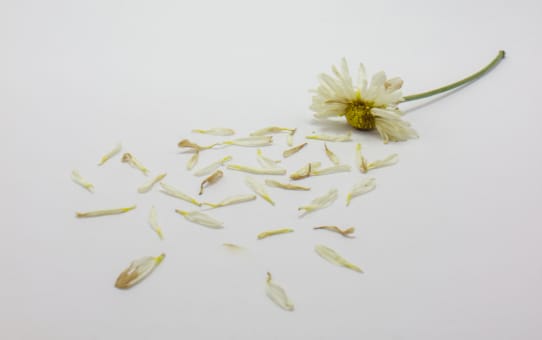 The Mahaparinibbana Sutta: A Profound Teaching on Impermanence and Liberation